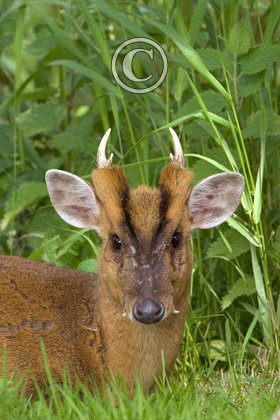 Muntjac